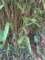 Bambusoideae