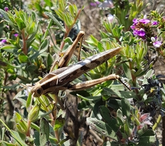 Acanthacris ruficornis