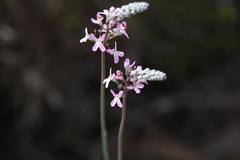Stylidium araeophyllum