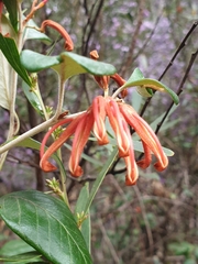 Grevillea oxyantha oxyantha