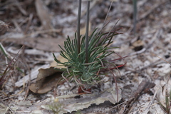 Stylidium araeophyllum