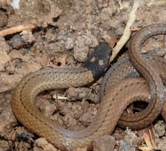 Tantilla melanocephala