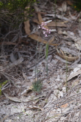 Stylidium araeophyllum
