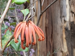 Grevillea oxyantha oxyantha