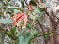 Grevillea oxyantha oxyantha