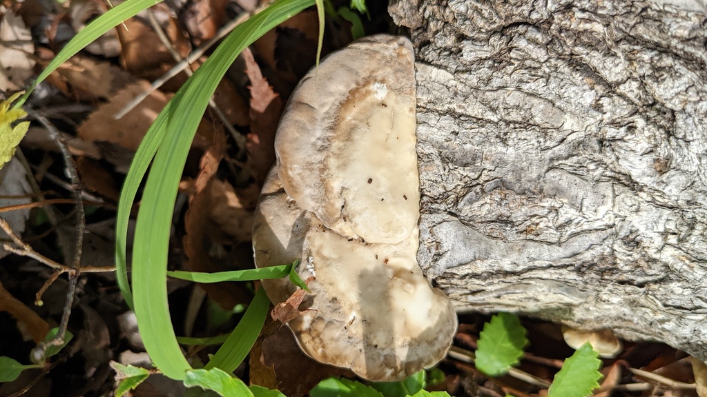 Trametes orientalis · October 2022 · photo: © atsushi_nakajima_cirque (iNaturalist, cc-by)
