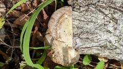 Trametes orientalis