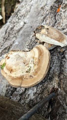 Trametes orientalis
