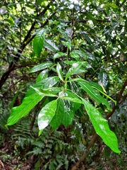 Turpinia ternata