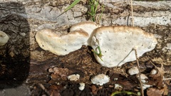 Trametes orientalis