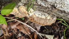 Trametes orientalis