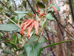 Grevillea oxyantha oxyantha