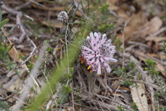 Petrophile linearis