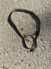 Orientocoluber spinalis