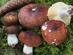 Russula integra purpurella