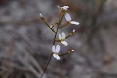 Stylidium rigidulum
