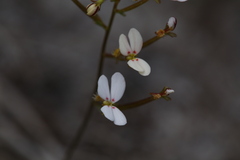 Stylidium rigidulum