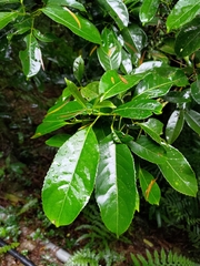 Turpinia formosana