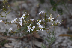 Stylidium rigidulum