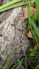 Porodisculus pendulus