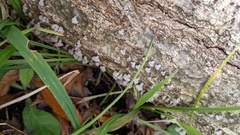 Porodisculus pendulus