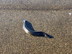 Siren lacertina