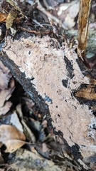 Etheirodon fimbriatum