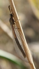 Macronemurus appendiculatus