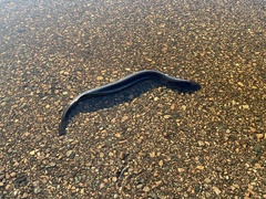 Siren lacertina