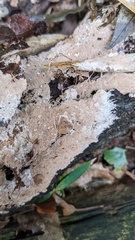 Etheirodon fimbriatum