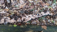 Etheirodon fimbriatum