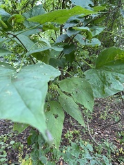 Catalpa