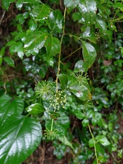 Eleutherococcus trifoliatus