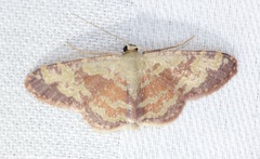 Idaea vacillata