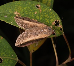 Lophoptera squammigera