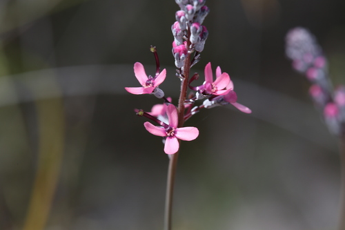 Pink Fountain Triggerplant Stylidium Brunonianum Inaturalist