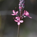 Pink Fountain Triggerplant - Photo (c) Hugo Innes, some rights reserved (CC BY), uploaded by Hugo Innes