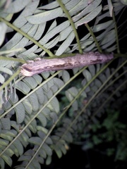 Spirama retorta