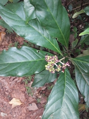 Chassalia curviflora