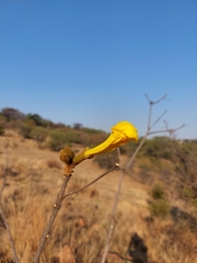 Handroanthus