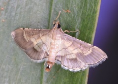 Marasmia