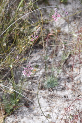 Stylidium brunonianum