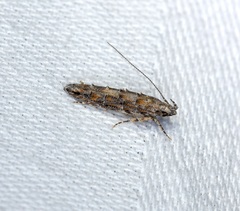 Metharmostis multilineata