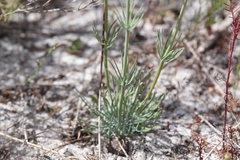 Stylidium brunonianum