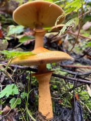 Cystoderma aureum