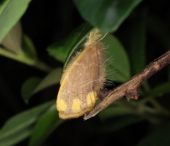 Orvasca subnotata