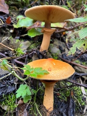 Cystoderma aureum