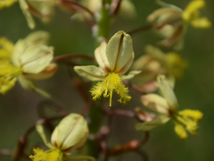 Bulbine