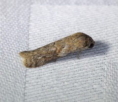 Phycita cirrhodelta
