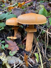 Cystoderma aureum